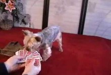 Jilli Dog Plays Her Last Poker Hand at 17