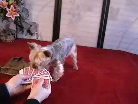 Jilli Dog poker dog passes away